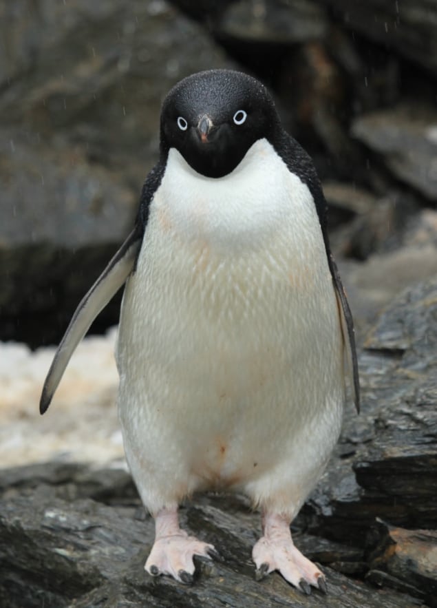 Photo of Adélie Penguin
