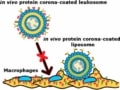 Diagram of leukosomes resisting phagocytosis