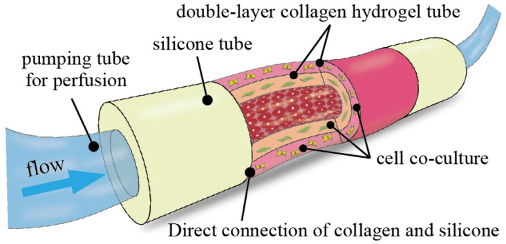 Moulded fabrication delivers practical platform for drug screening ...