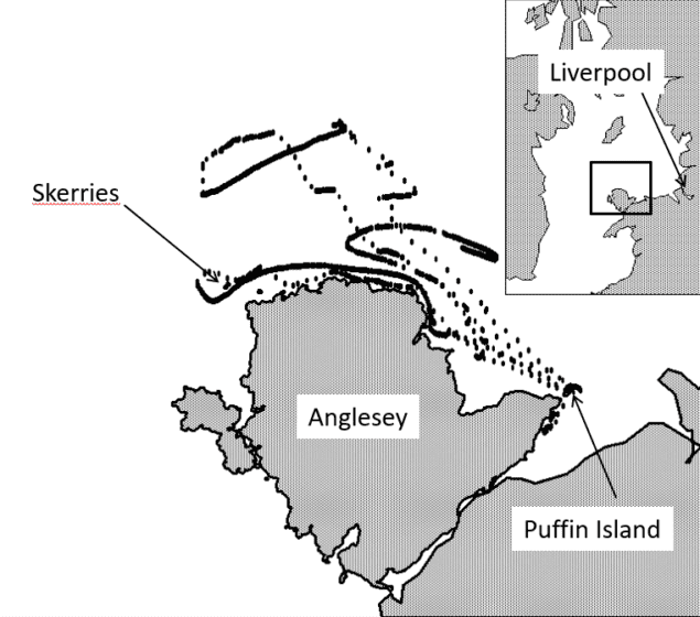 The track of one of the tagged birds from 17 to 21 May 2012. When the bird is flying from its base on Puffin Island, the points are relatively widely spaced. When it is sitting on the water, they are closely spaced and the movement is consistent with that of the travelling tide. The inset map shows the position of the study area within the Irish Sea and relative to Liverpool, which lies 70 km east of Puffin Island.