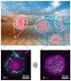 The Actinia-like micellar nanocoagulant