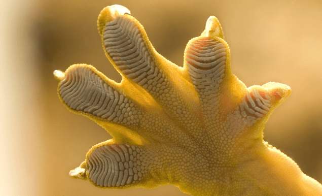 Gecko foot