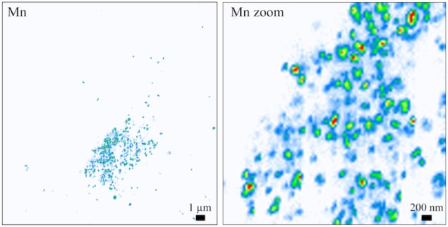 Manganese distributions