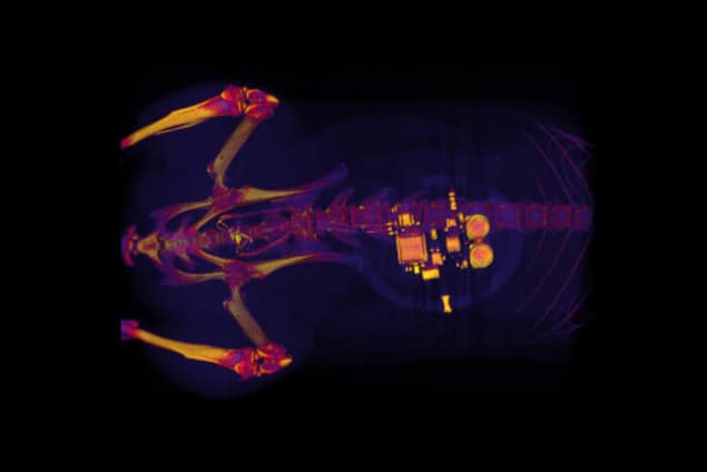 Rat bladder Rat bladder