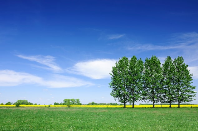 Photo of grassy field and trees