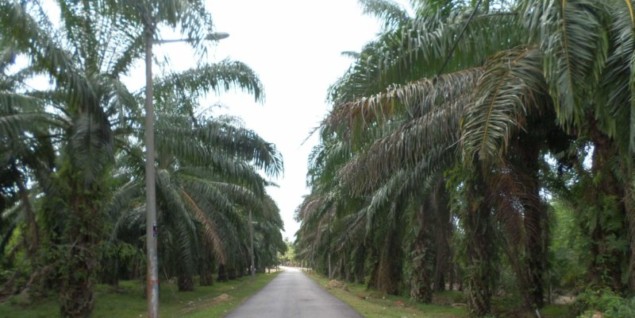 Photo of palm oil plantation Photo of palm oil plantation