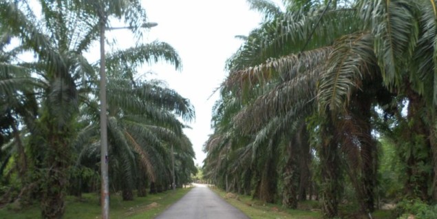 Photo of palm oil plantation