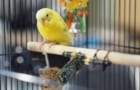 Parakeet and its sensing tag
