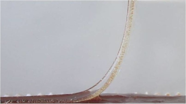 Testing adhesion by peeling a hydrogel ribbon from a liver sample