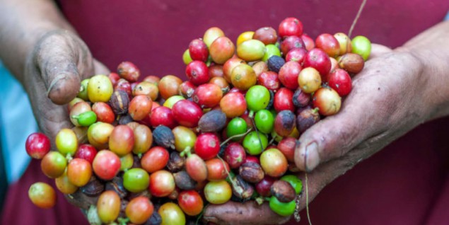 coffee harvest