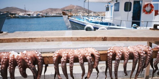 Photo of octopus catch drying in sunshine