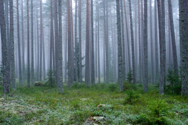 Photo of forest