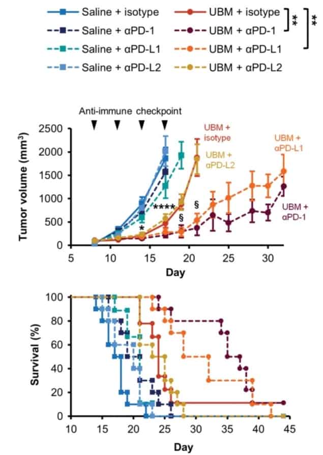 Synergy with immunotherapy