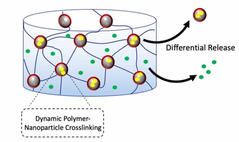 Injectable hydrogel lines up for multiple drug delivery - Physics World.