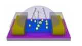 The MoS2 FET-based biosensor