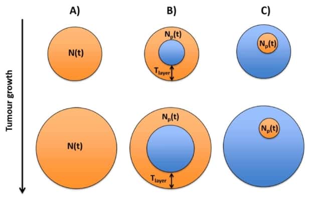 Tumour growth models shed light on radionuclide therapy – Physics World