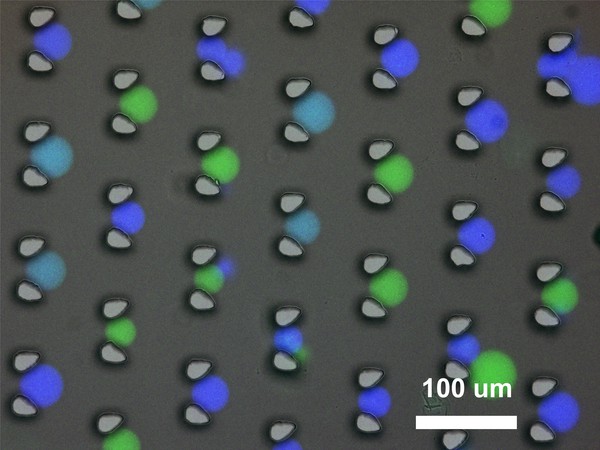 Protocells help make DNA computer – Physics World