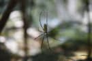 Nephila pilipes spider on a web