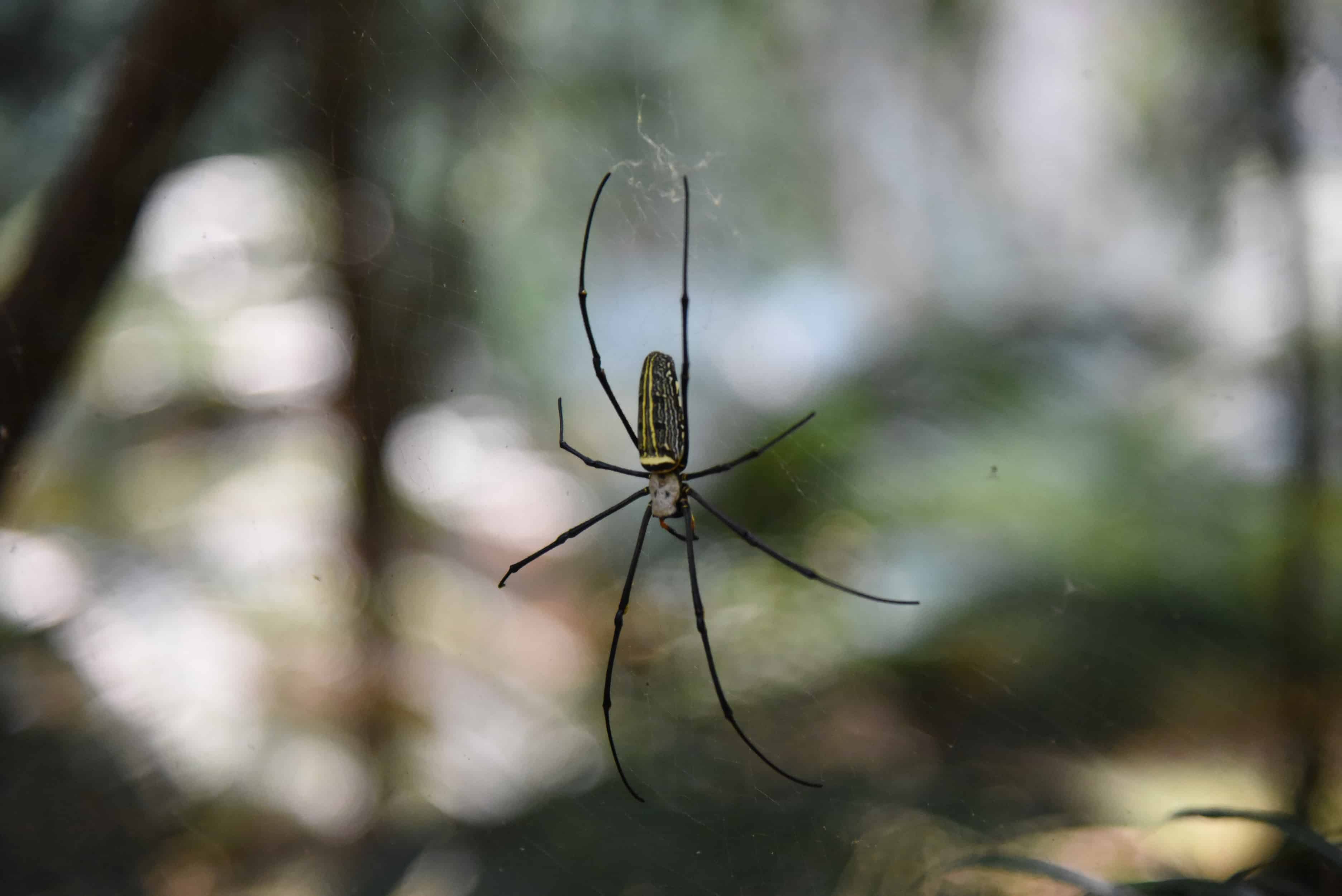 The spider are getting. Паук Nephila pilipes. Паук Nephila edulis. Паук Нефила Юрская. Паук Silkhenge.