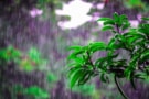 Photo of tree branch in rain