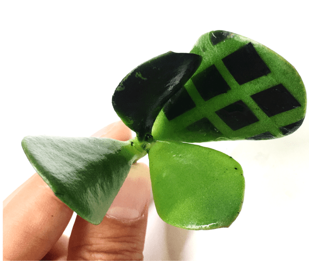 Patterned polymer electrode array on the leaves of a Jade plant cutting. Credit: T. Andrew Patterned polymer electrode array on the leaves of a Jade plant cutting. Credit: T. Andrew