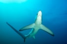 Pelagic thresher shark