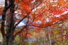 Photo of tree in forest in autumn