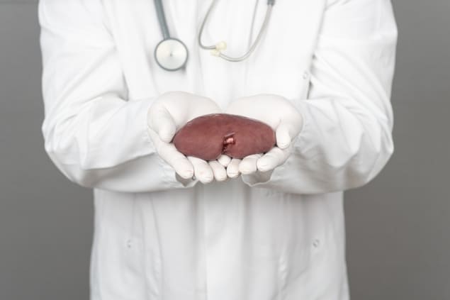 Doctor holding a kidney