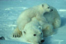 Polar bear with cub