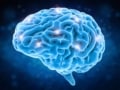 Brain illustration