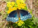 Photo of butterfly