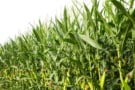 Photo of corn/maize crop