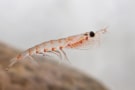 Antarctic krill