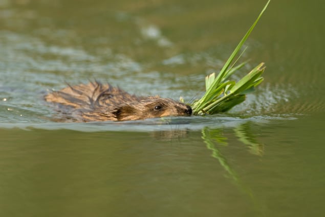 Photo of swimming muskrat