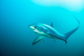 Photo of pelagic thresher shark