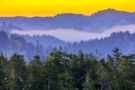 Temperate rainforest on Oregon coast