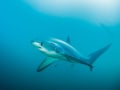 A pelagic thresher shark