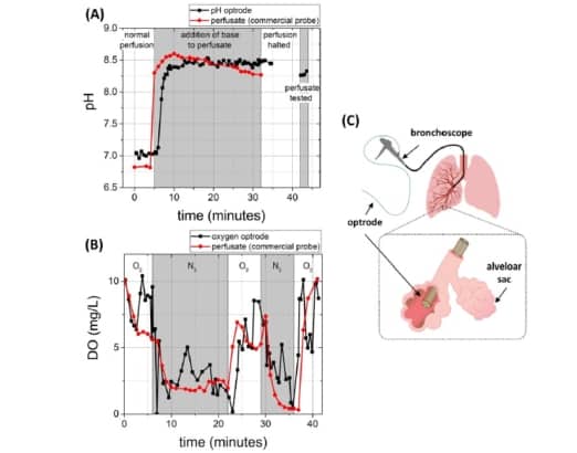 Miniature probe measures tissue health deep inside the lung – Physics World