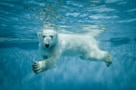 polar bear