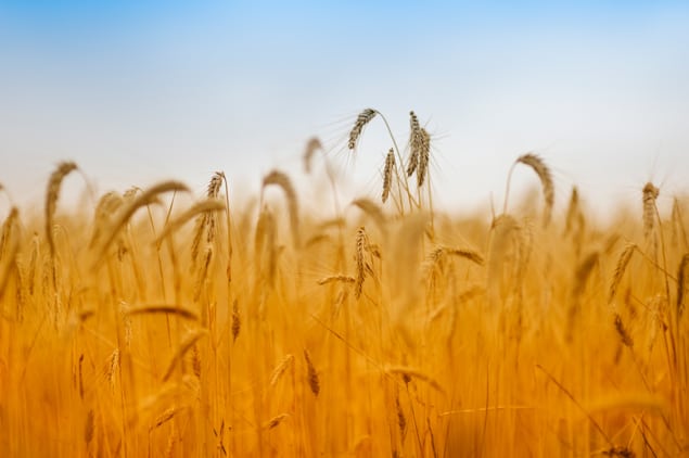 Wheat Wheat