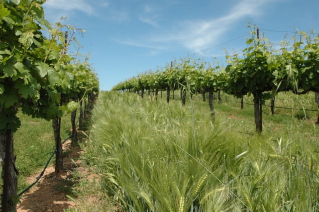 Crops in California