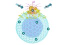 buckyball electrocatalyst