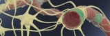 The blood–brain barrier