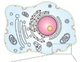 protein curvature sensing feature