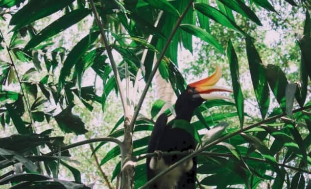 Hornbill in tropical forest