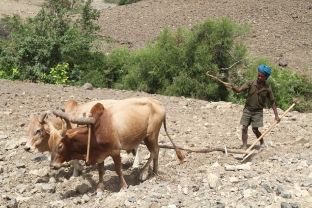 Farmer ploughing field for sorghum crop