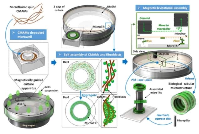 Tissue micro-rings