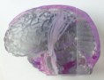3D-printed brain