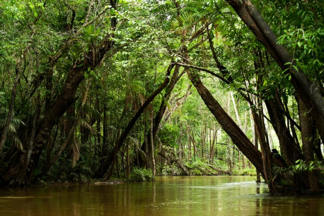 Amazon rainforest