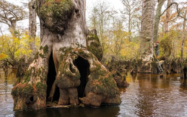 Bald cypress tree